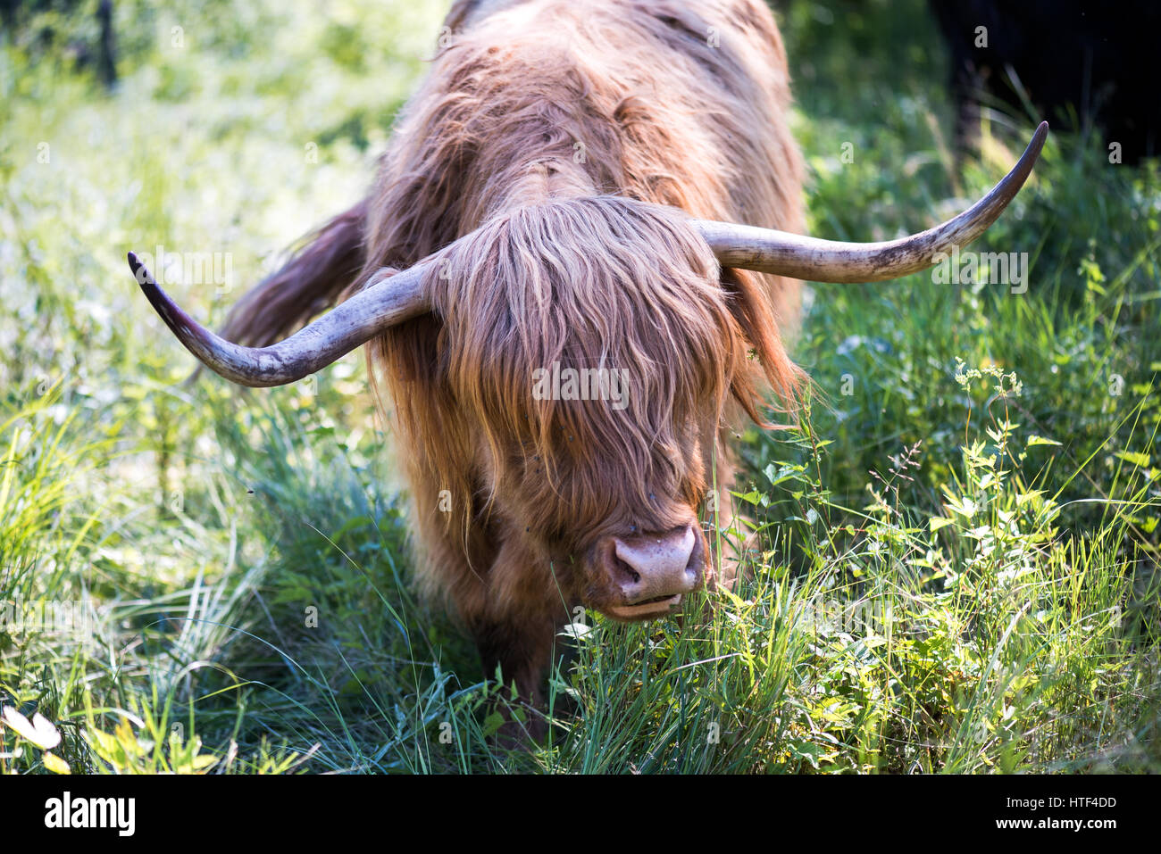 Un rosso-marrone Highland scozzesi il bestiame con grandi corna. Foto Stock