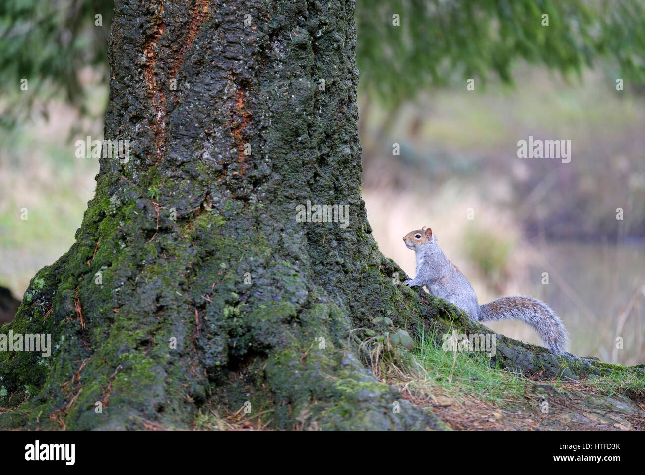 Un grigio squirrell appoggiata alla base di un albero vista laterale tronco orientale di bosco Sciurus carolinensis Nord America invasiva europea Foto Stock