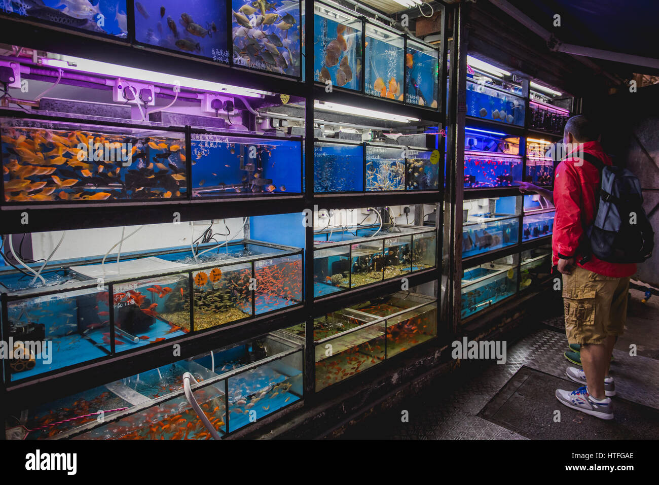 Uomo che guarda un acquario fishesin Tung Choi Street Goldfish Market, hong kong Foto Stock
