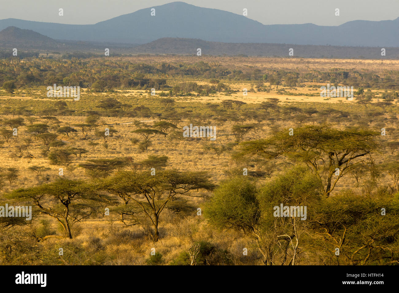 Paesaggio di Samburu National Park con alberi di acacia nella savana, nel nord del Kenya Foto Stock