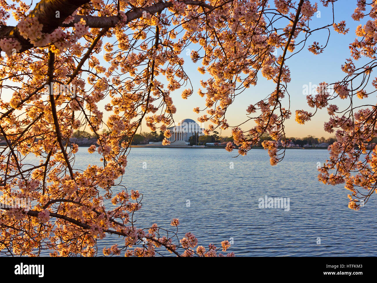 Fiore di Ciliegio abbondanza intorno al bacino di marea a Washington dc, usa Thomas Jefferson Memorial attraverso Tidal Basin durante la fioritura dei ciliegi stagione in noi il tappo Foto Stock