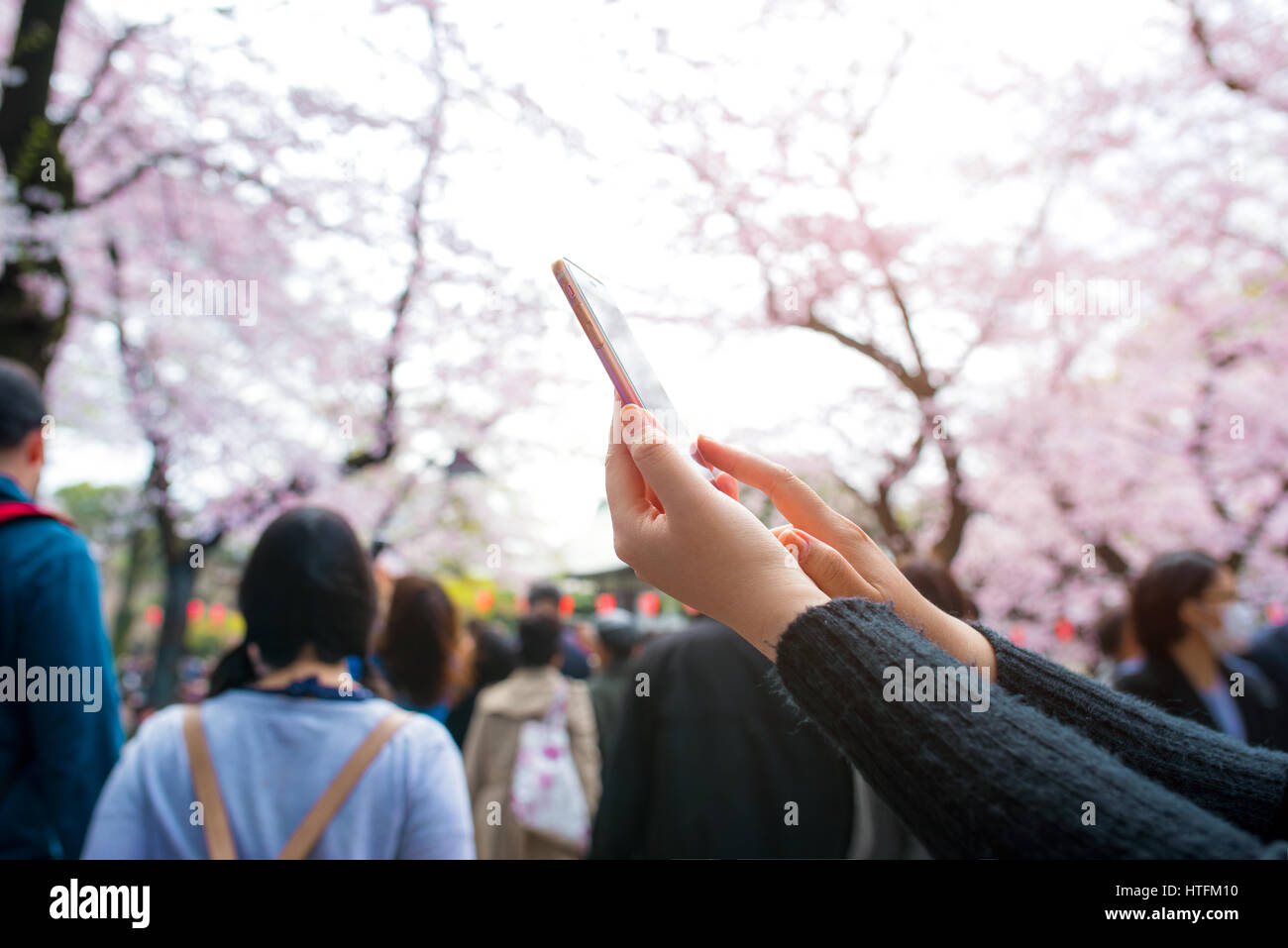 Femmina prendere mano molla foto di fiori di ciliegio o Sakura Park Foto Stock