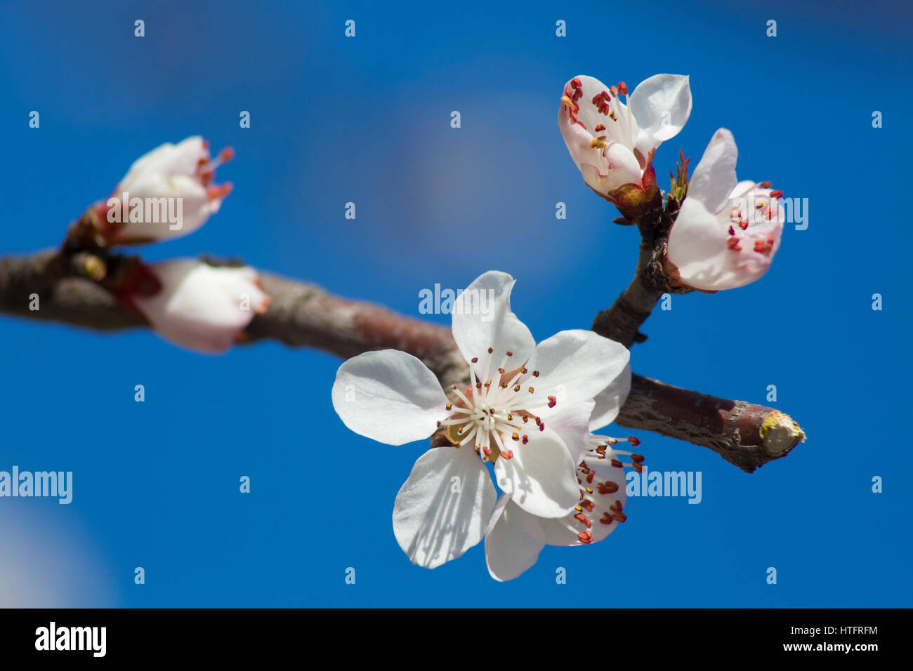 Piante e fiori, centella, fiori di pesche, albicocche Foto Stock