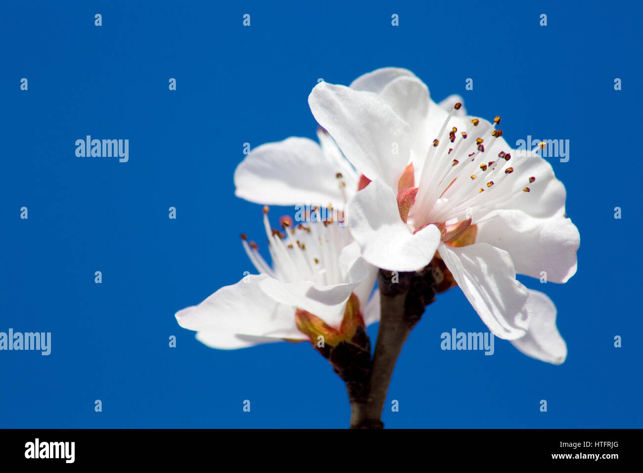 Piante e fiori, centella, fiori di pesche, albicocche Foto Stock