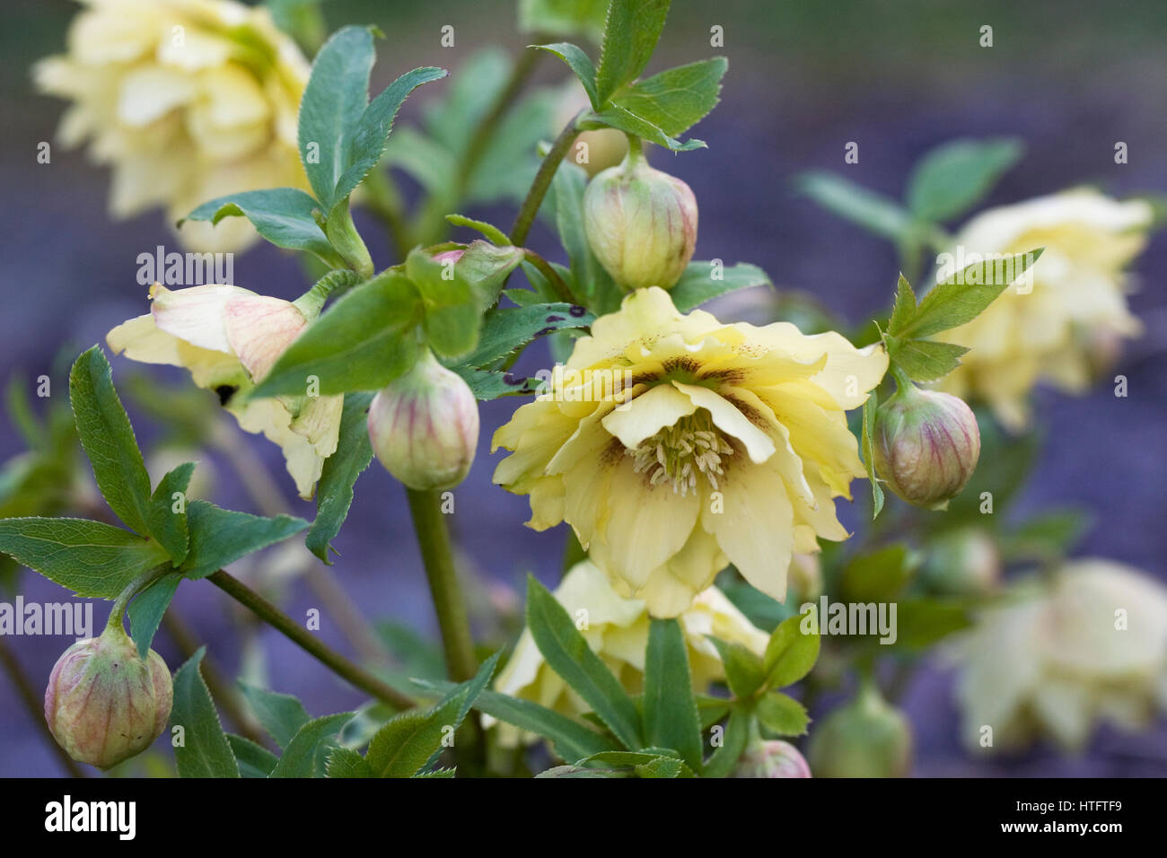 Giallo hellebores nel giardino. Foto Stock