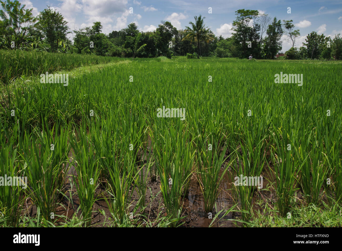Campo di riso nel centro di Giava, in Indonesia Foto Stock