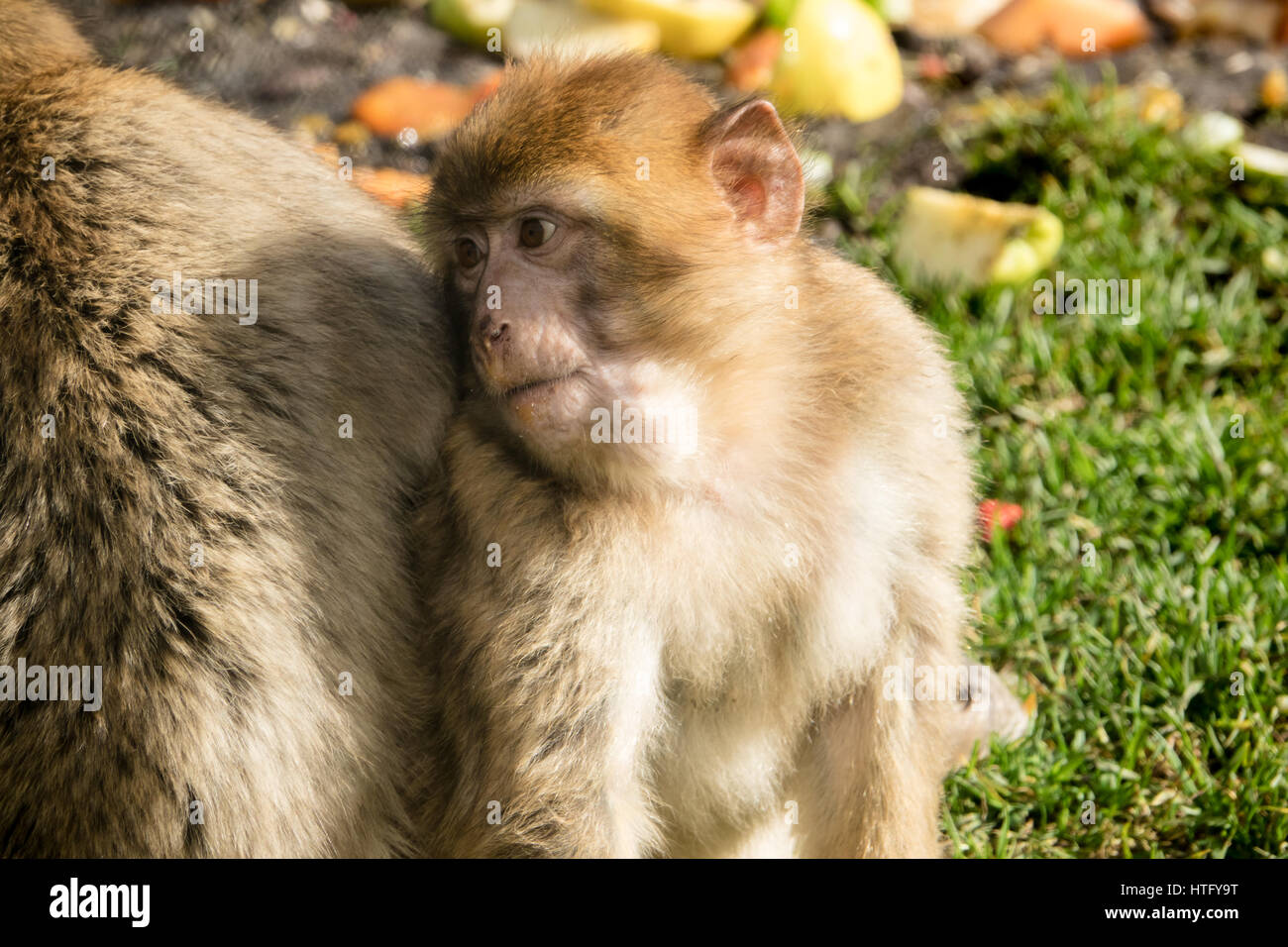 Barberia macaco scimmia giovani Foto Stock