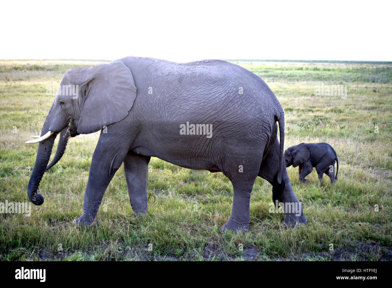Elefante. Madre e vitello. Primo piano. Amboselli, Kenya. Foto Stock