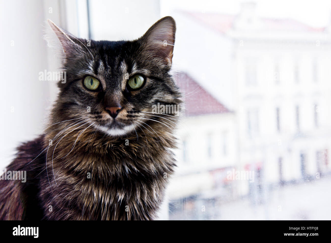Il gatto domestico mediante la finestra Foto Stock