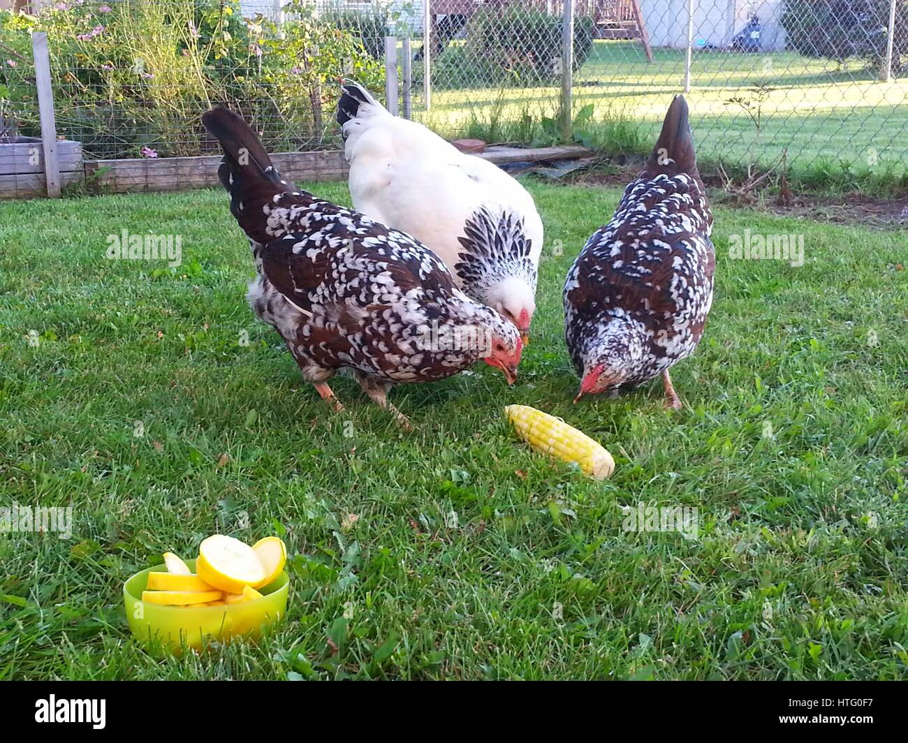 Backyard polli Foto Stock