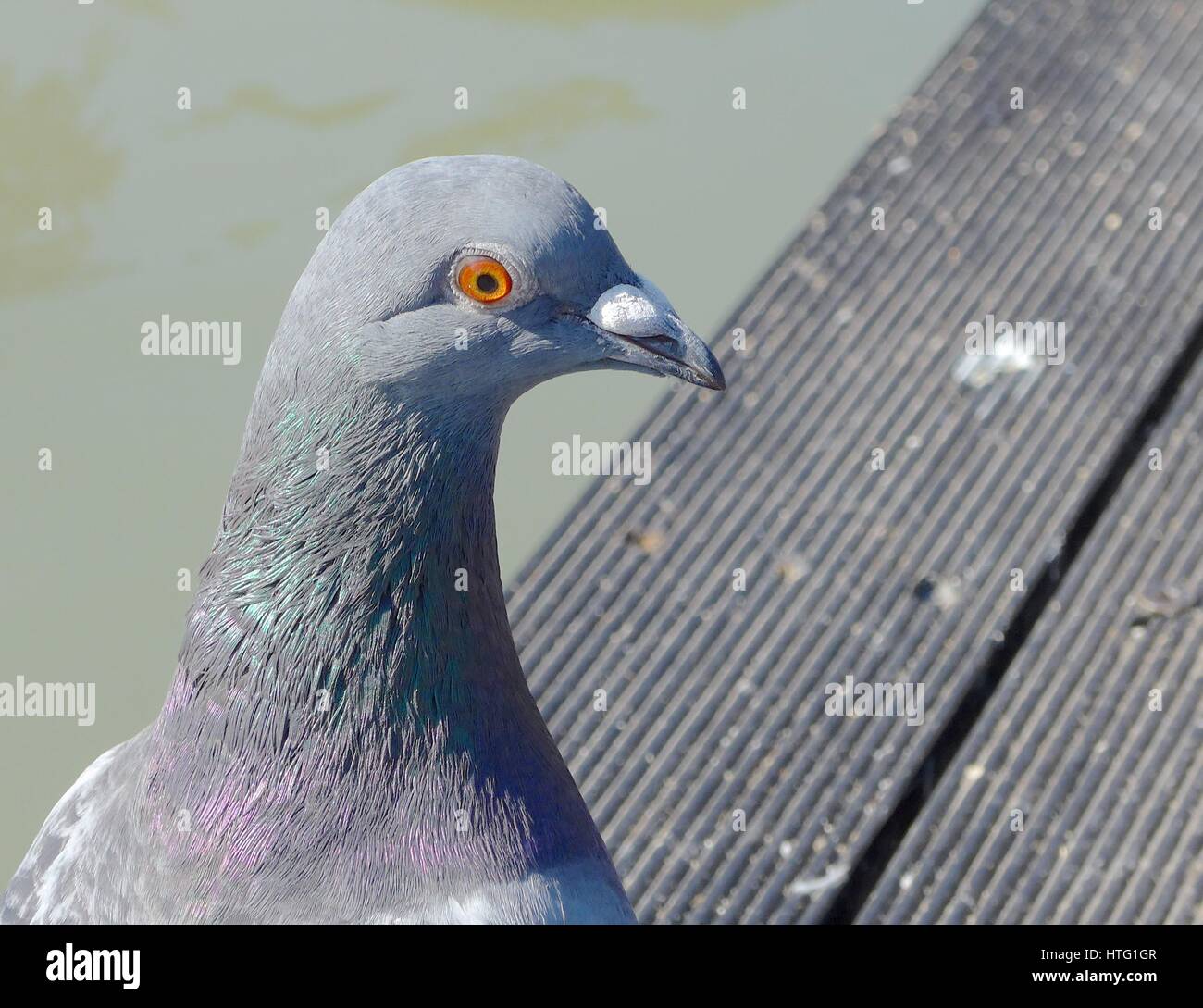 Pigeon closeup nel parco Foto Stock