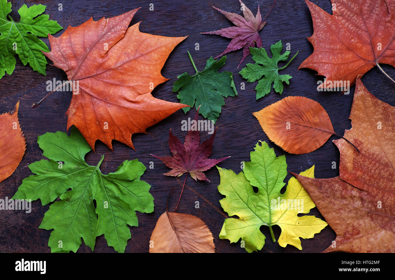 Ringraziamento con sfondo colorato maple leaf su uno sfondo di legno, nice le foglie in autunno Foto Stock