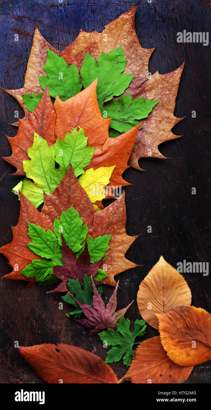 Ringraziamento con sfondo colorato maple leaf su uno sfondo di legno, nice le foglie in autunno Foto Stock