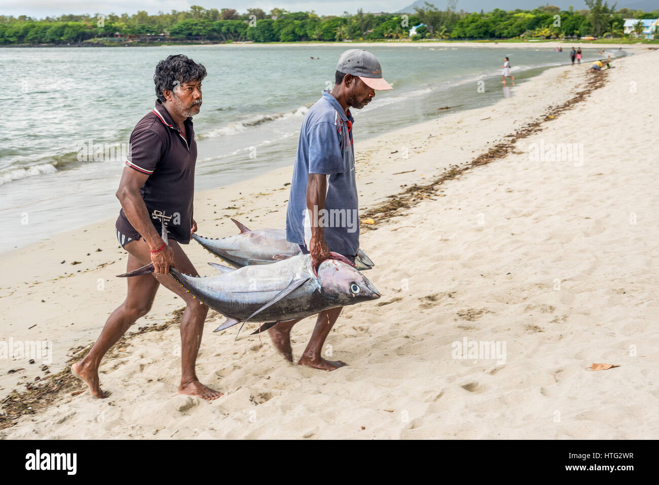 Tamarin, Mauritius - Dicembre 10, 2015: i pescatori di trasportare due grandi tonno sulla spiaggia di Tamarin Bay in Mauritius. Foto Stock
