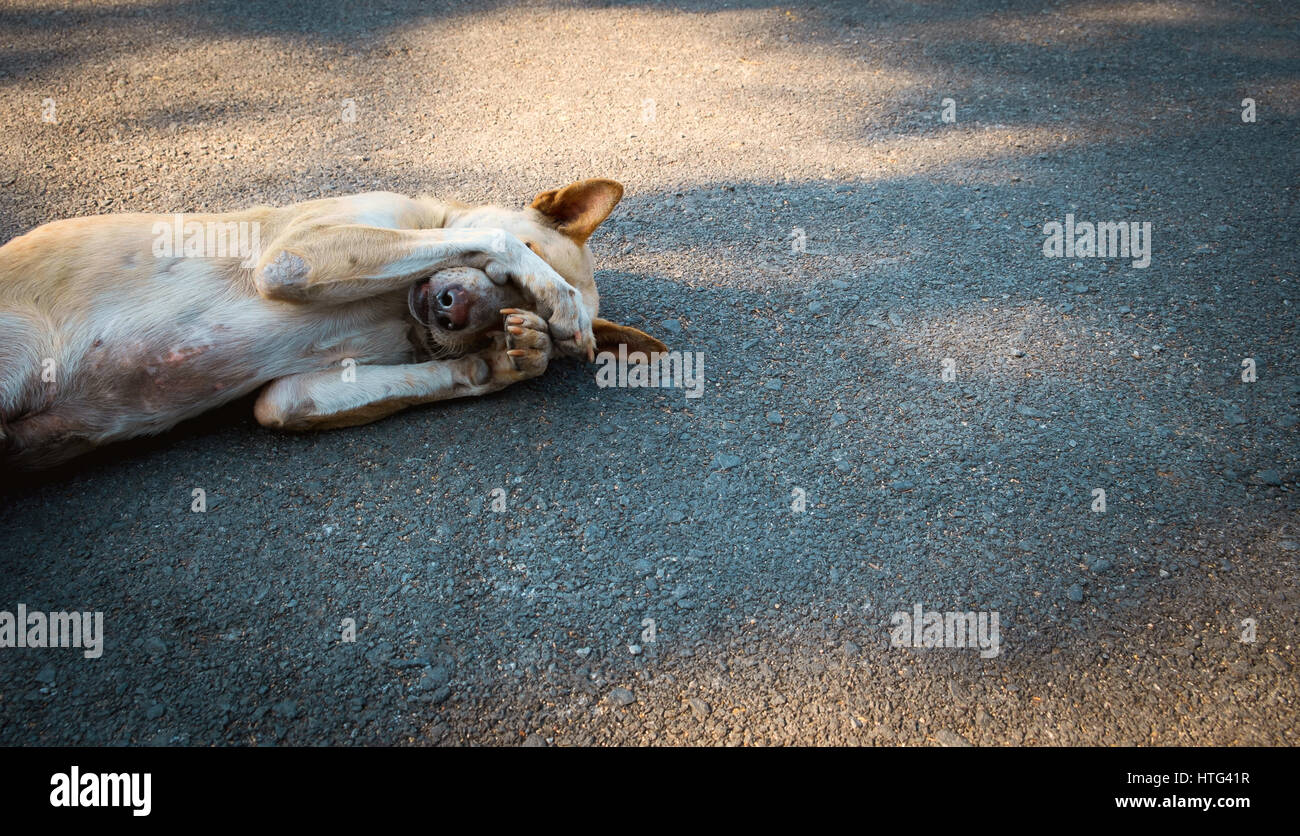 Il cane dorme sul cemento sfondo, il cane dorme sulla strada. Il cane è timido. Foto Stock