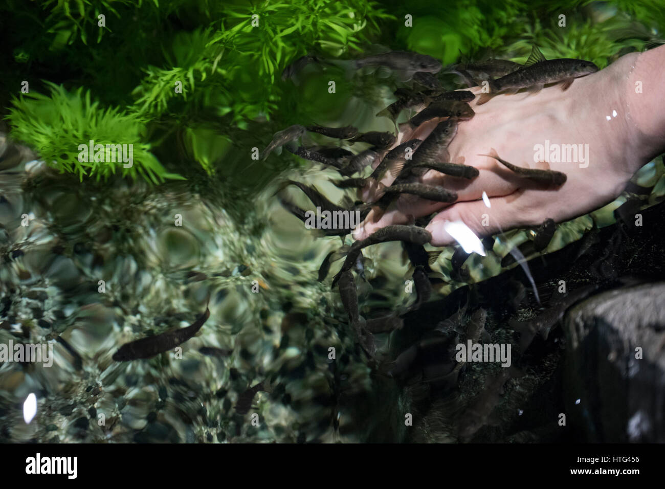 Il medico dei pesci (Garra Rufa) sono il nuoto e la pulizia della mano. Foto Stock