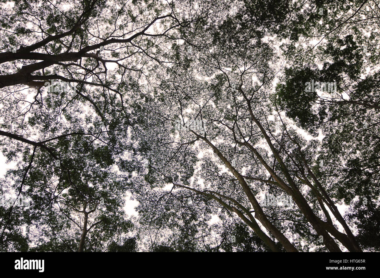 Alberi Foto Stock