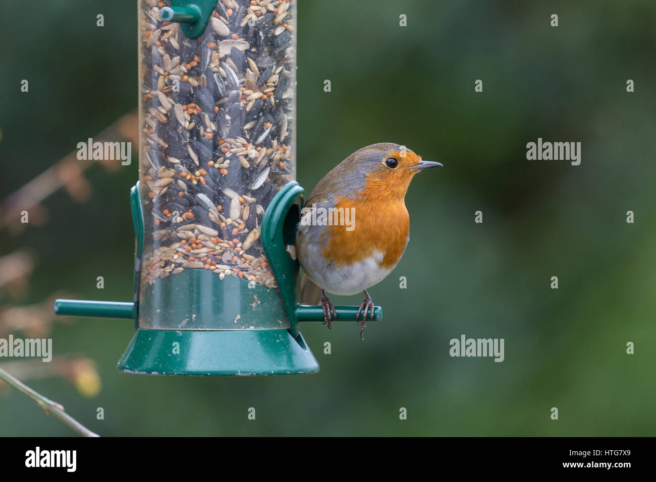 Unione Robin, Erithacus rubecula, sulle sementi alimentatore. Foto Stock