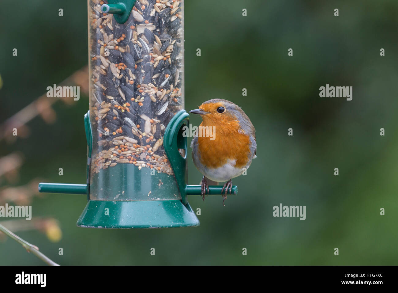Unione Robin, Erithacus rubecula, sulle sementi alimentatore. Foto Stock