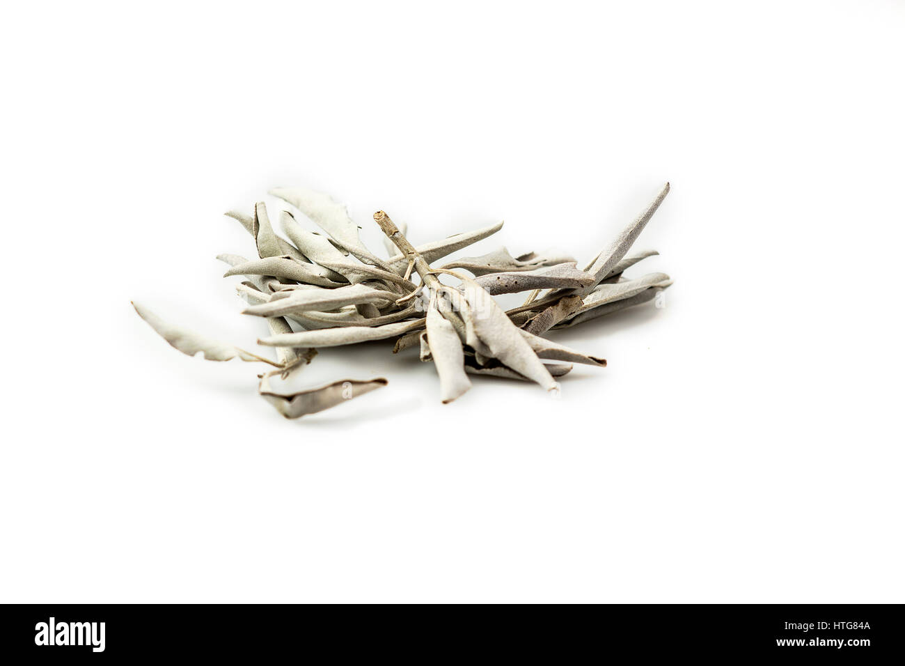 Bianco salvia Foto Stock