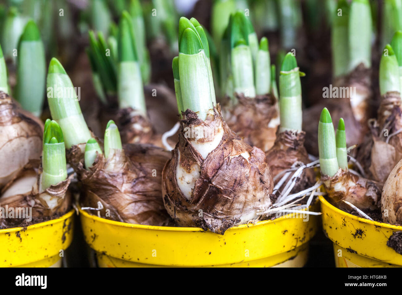 Il germogliamento narcisi bulbi di fiori invasati Foto Stock