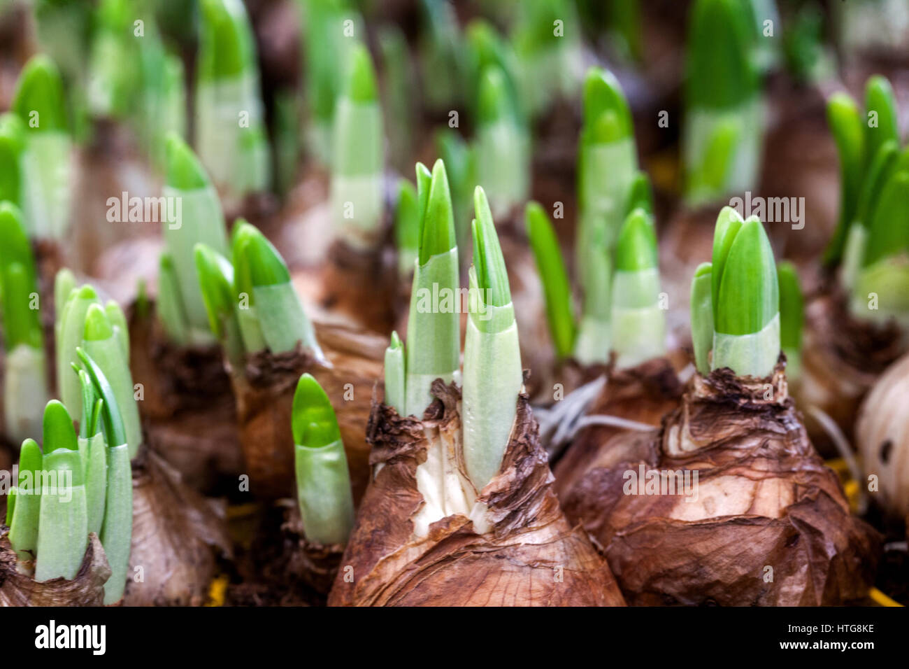 I narcisi in erba bulbi bulbi di primavera piantare narcisi all'inizio della primavera germogli di crescita di Narciso germogli in erba bulbi di narcisi bulbi di primavera piante bulbo Foto Stock
