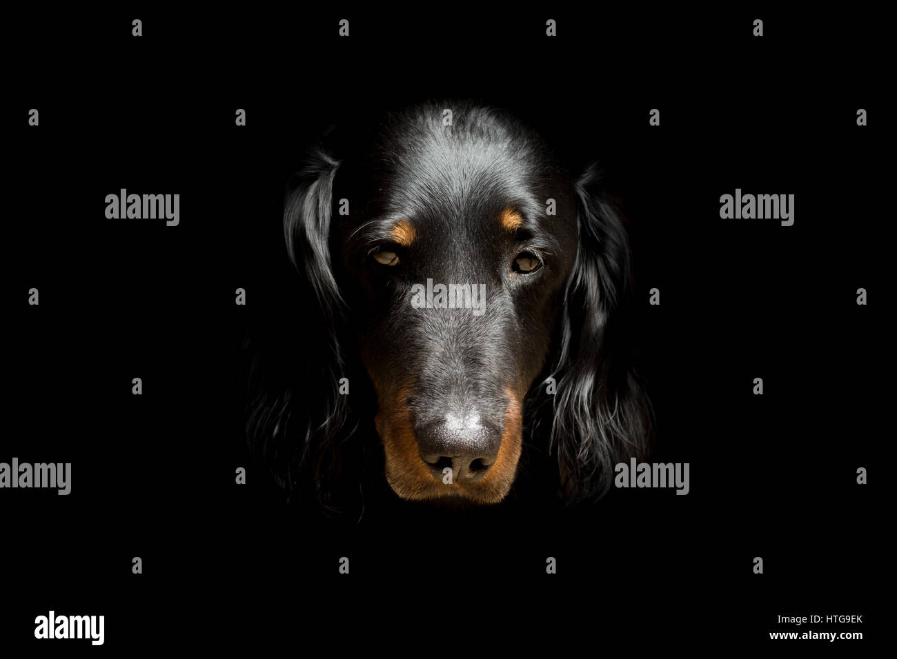 Cane Bassotto a pelo lungo, isolato su nero Foto Stock