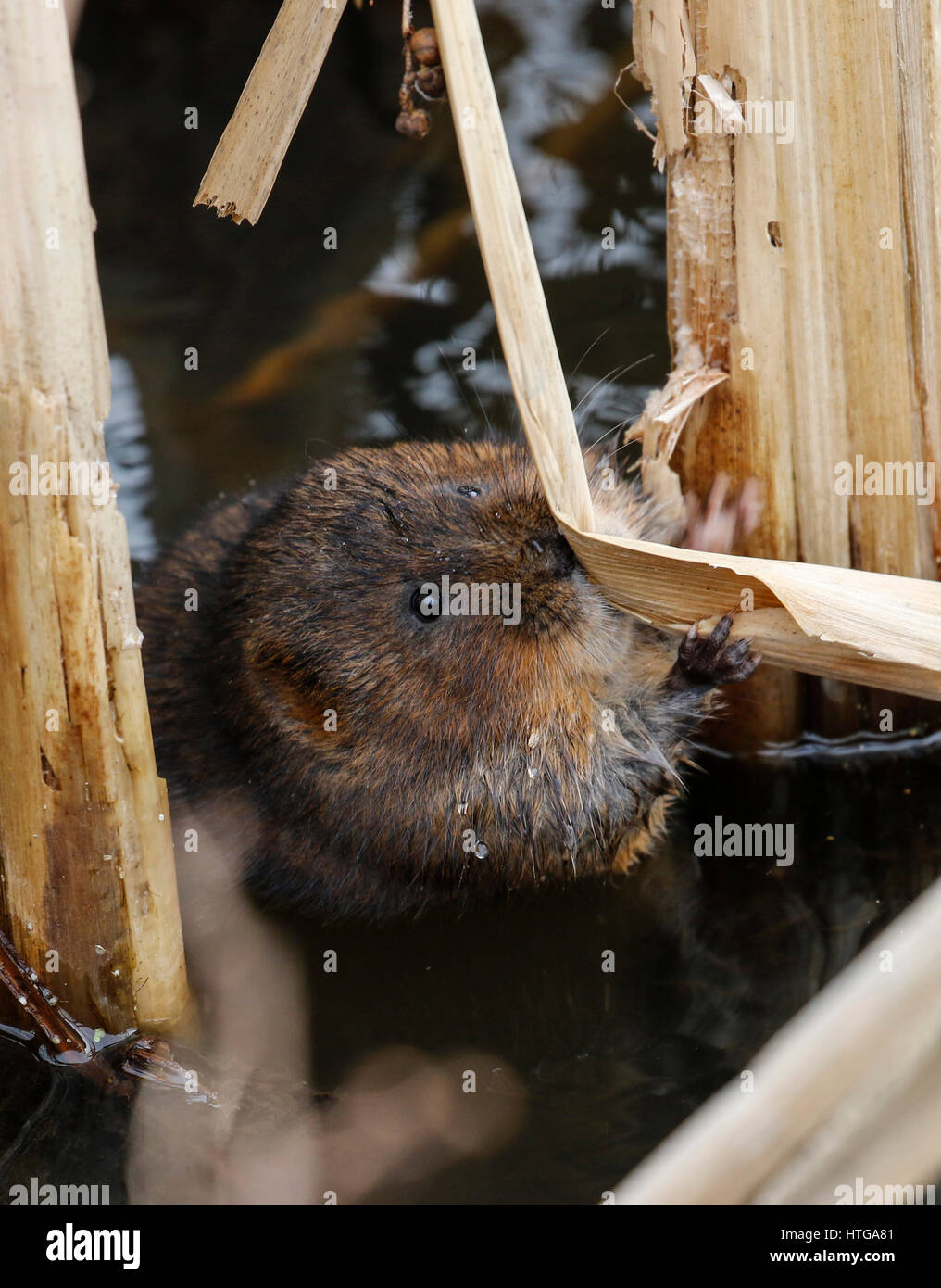 Acqua Vole (Arvicola anfibi) di masticazione di alimentazione , Foto Stock