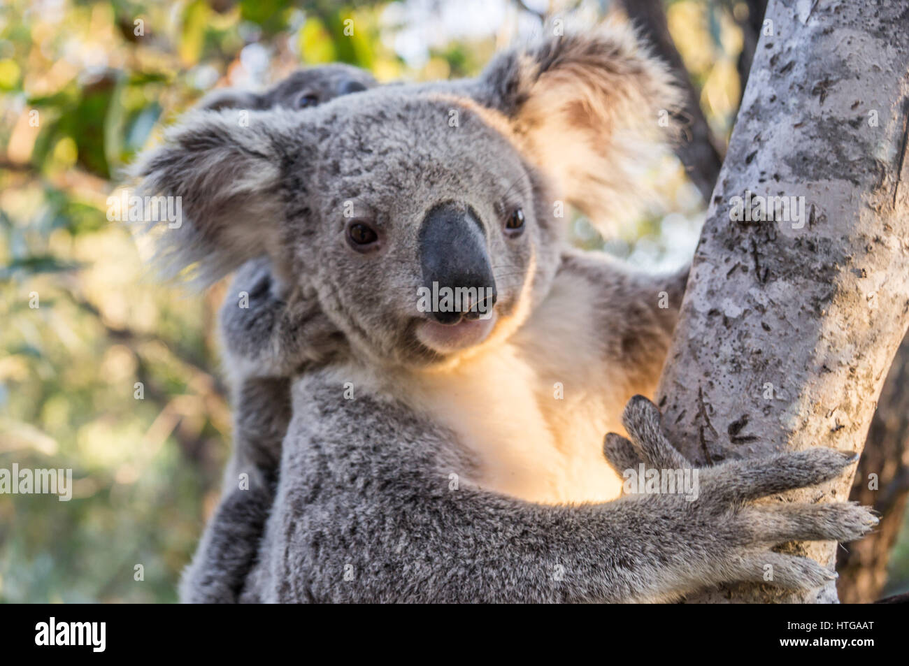 Wild Koala madre con bambino, Magnetic Island, Queensland, Australia Foto Stock