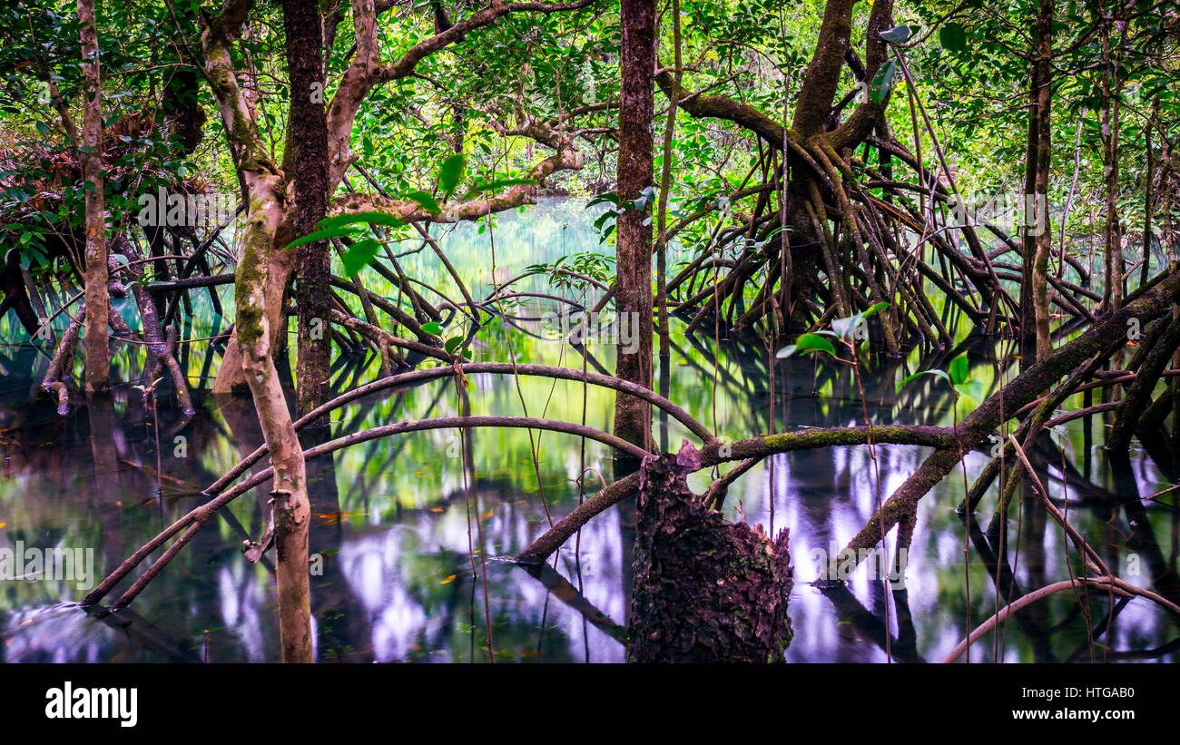 Fig Tree radici in acqua nella vecchia foresta pluviale vicino a Cape Tribulation, Queensland, Australia Foto Stock