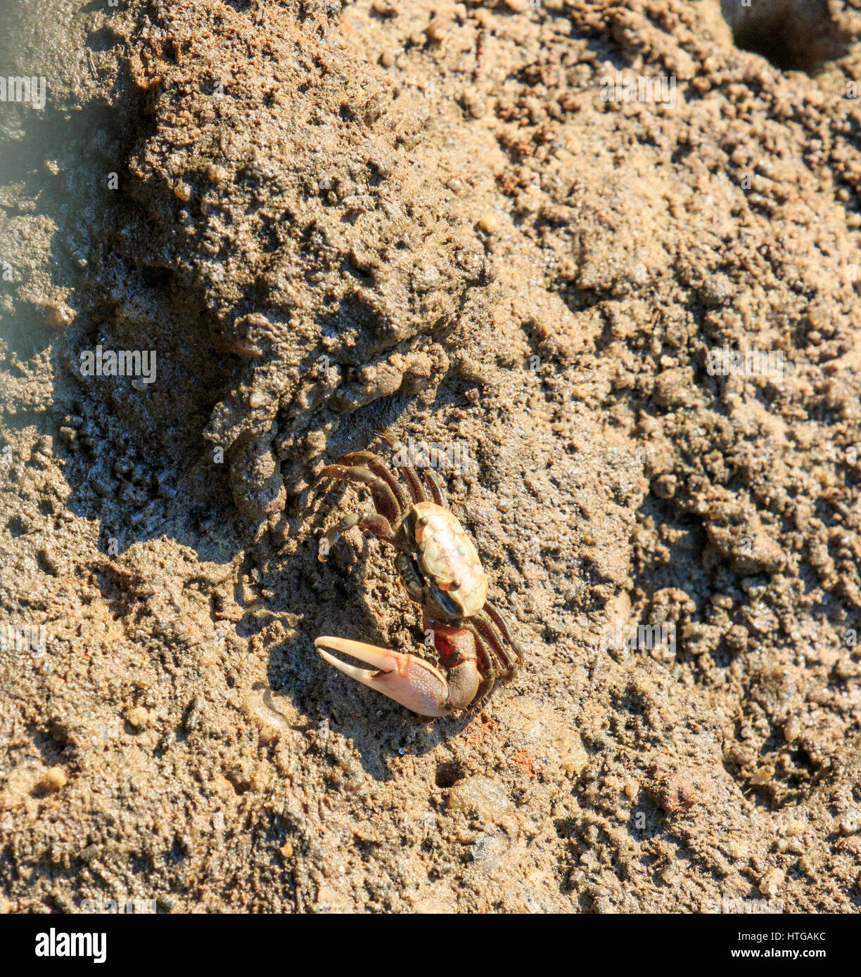 Atlantic sabbia Fiddler Crab (Uca pugilator) vicino alla sua scavano nella sabbia Foto Stock