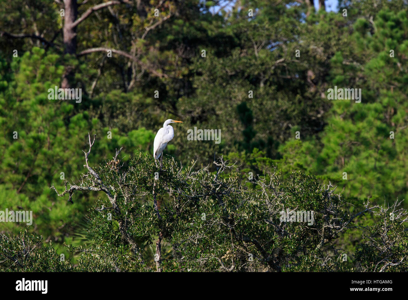 Airone bianco maggiore (Ardea alba) nella struttura ad albero superiore. Foto Stock