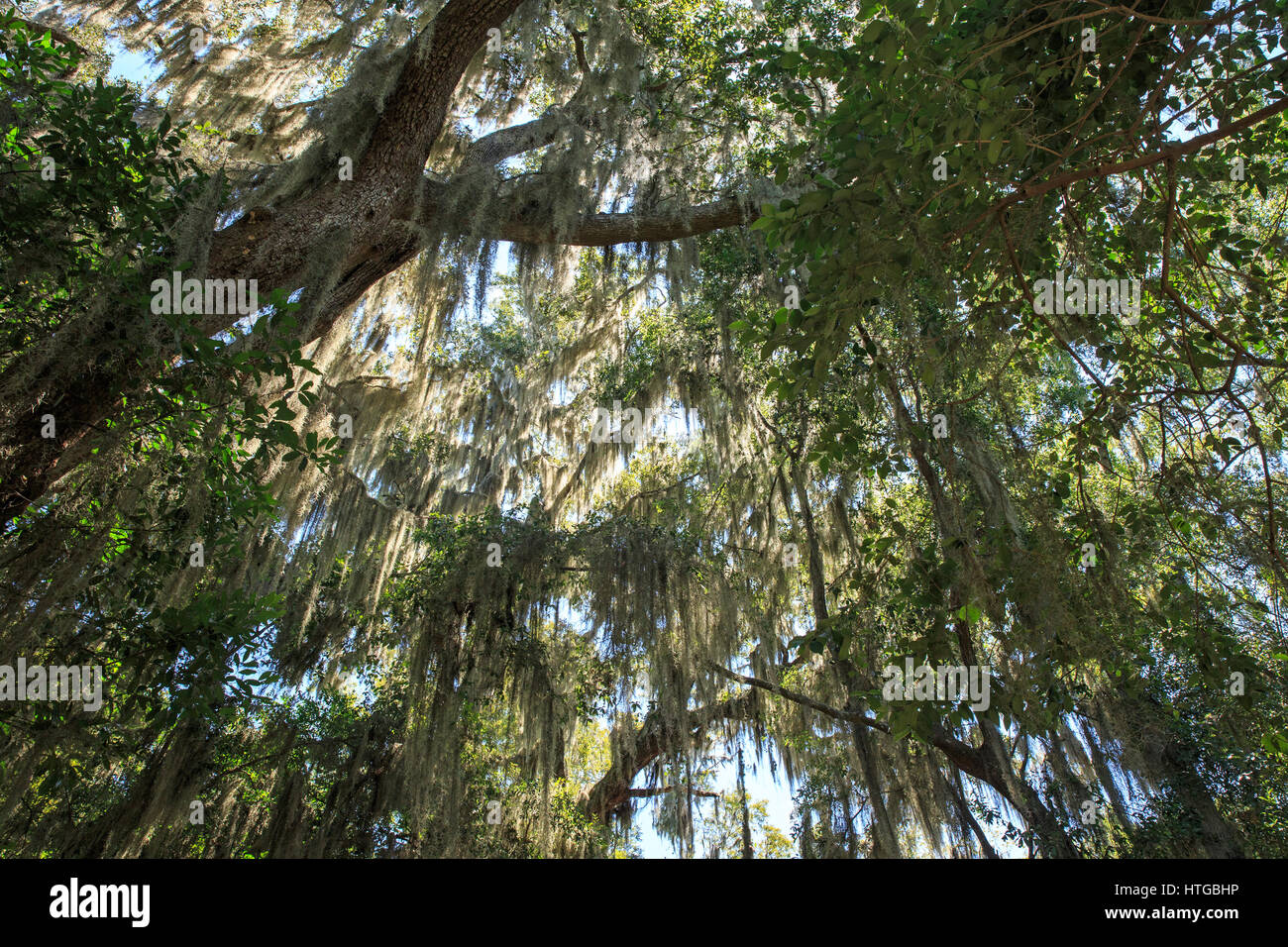 Muschio spagnolo (Tillandsia usneoides) appesi sugli alberi Foto Stock