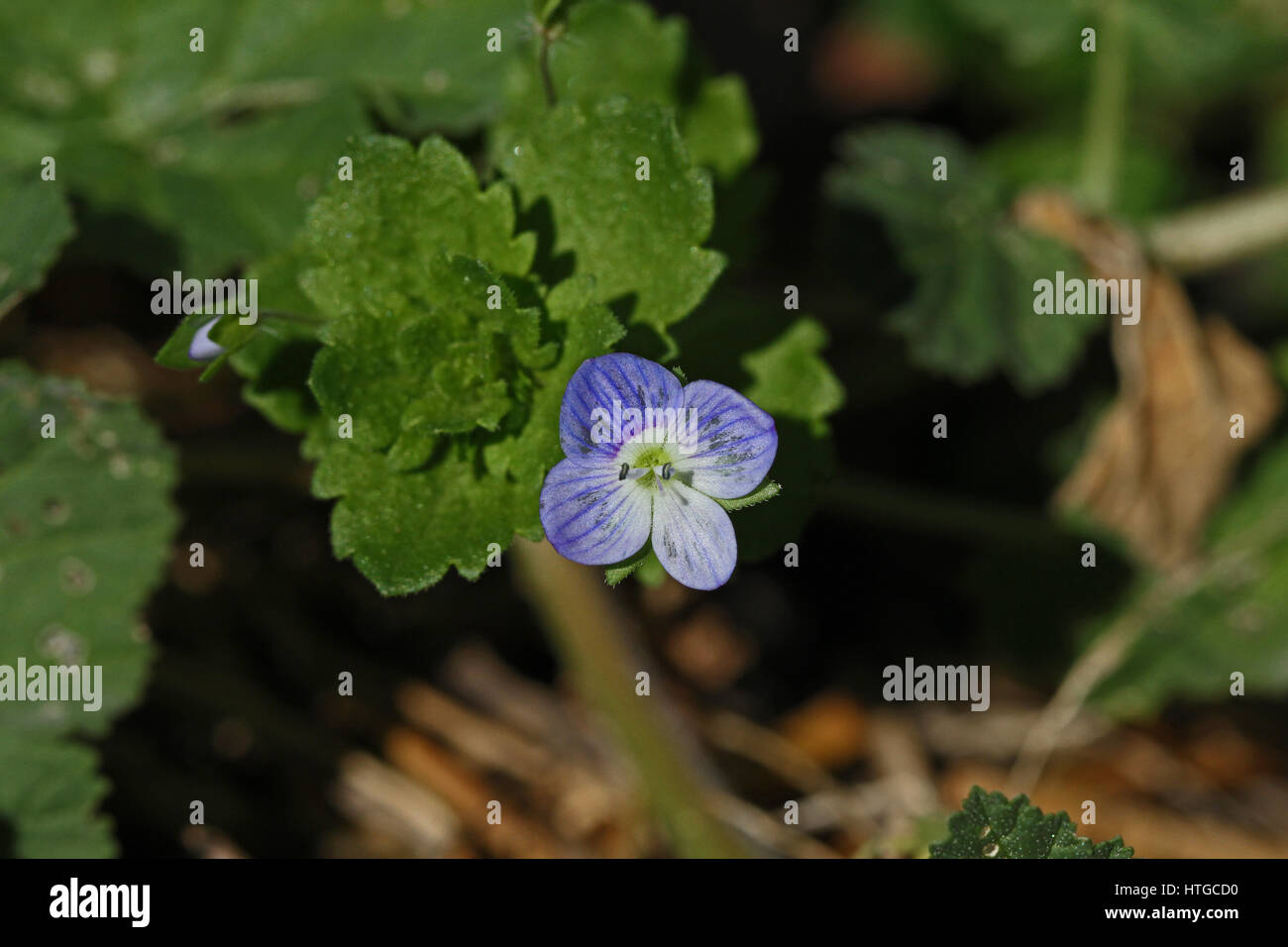 Birdeye speedwell o campo comune speedwell nome latino Veronica persica, conosciuto anche come persiano, Bird's-occhio o inverno speedwell in Italia da Ruth Swan Foto Stock