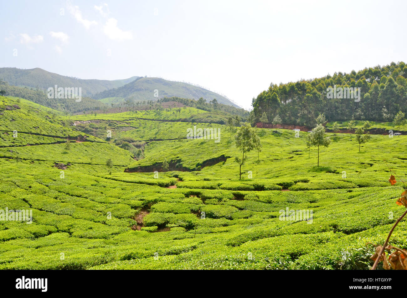 Pittoresche montagne di Munnar Kerala, India con la piantagione di tè in primo piano Foto Stock