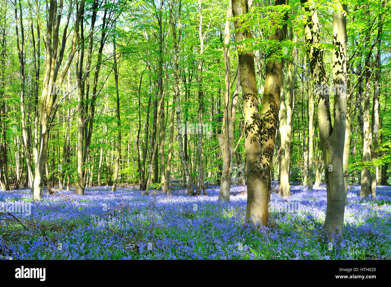 Bluebell boschi in Hampshire, inglese Foto Stock