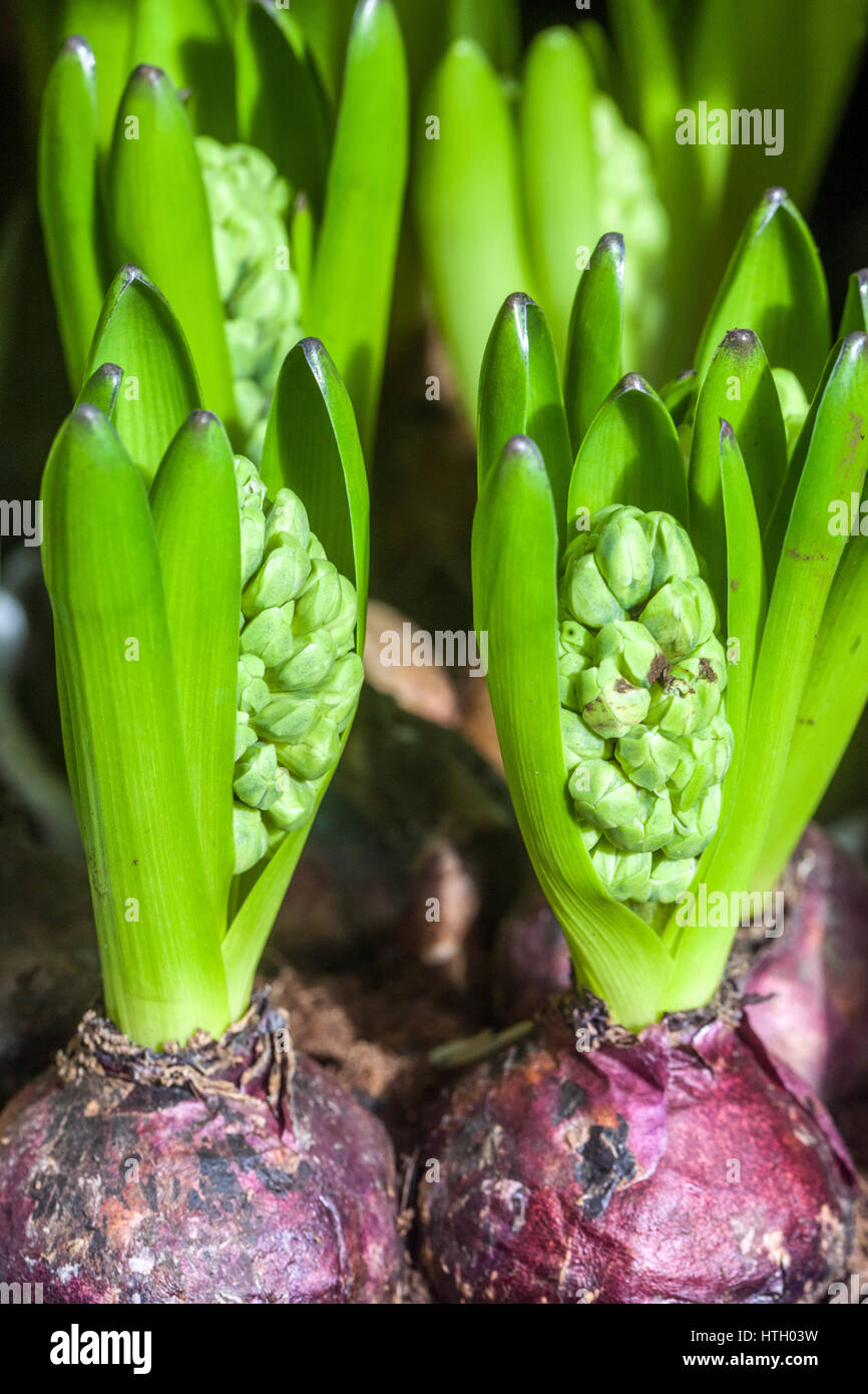 Le lampadine Giacinto in erba Hyacinthus cresce in vasi, piante primaverili di Giacinto germogli Foto Stock