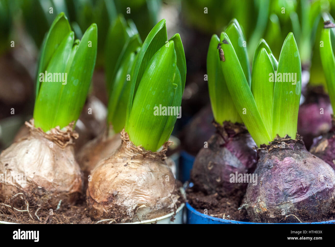 Il germogliare Bulbi di giacinto in vasi di fiori Foto Stock