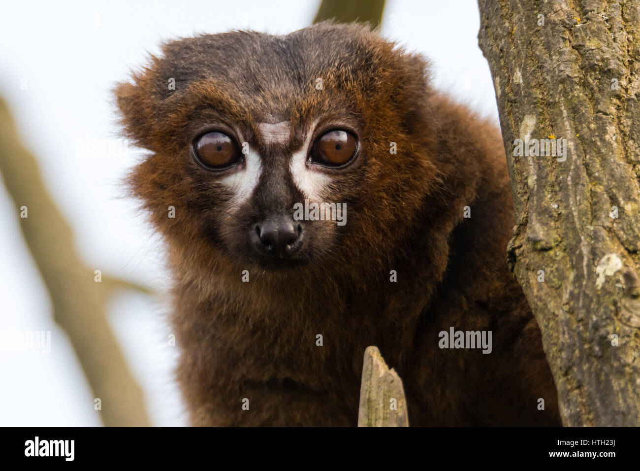 Rosso-lemure panciuto (il Eulemur rubriventer). Maschio primate arboree nella famiglia Lemuridae, nativo di foresta pluviale in Madagascar Foto Stock