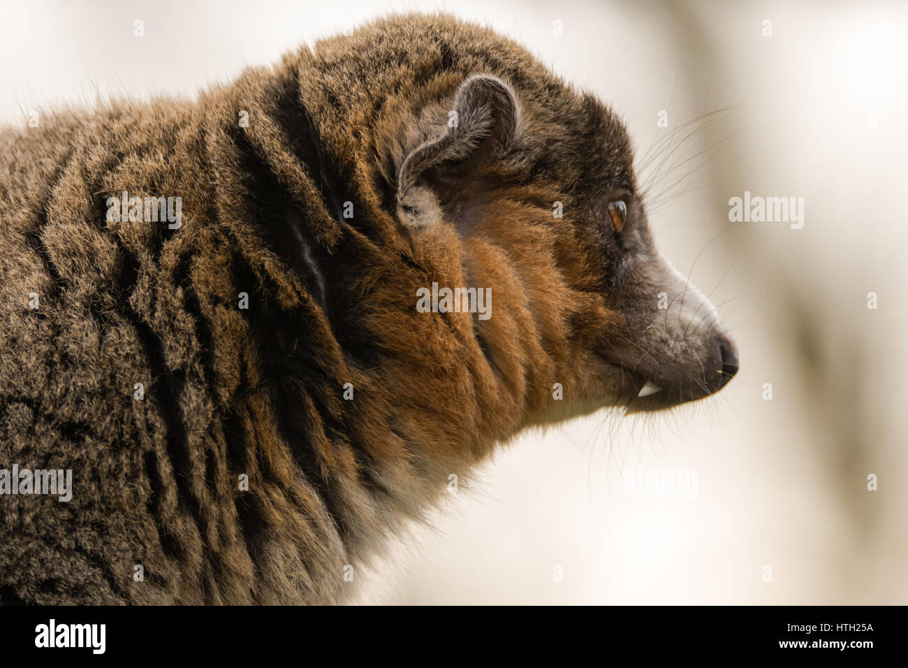 Mongoose lemur (il Eulemur mongoz) mostra canina nel profilo. Maschio primate arboree nella famiglia Lemuridae, nativo del Madagascar e delle Isole Comore Foto Stock