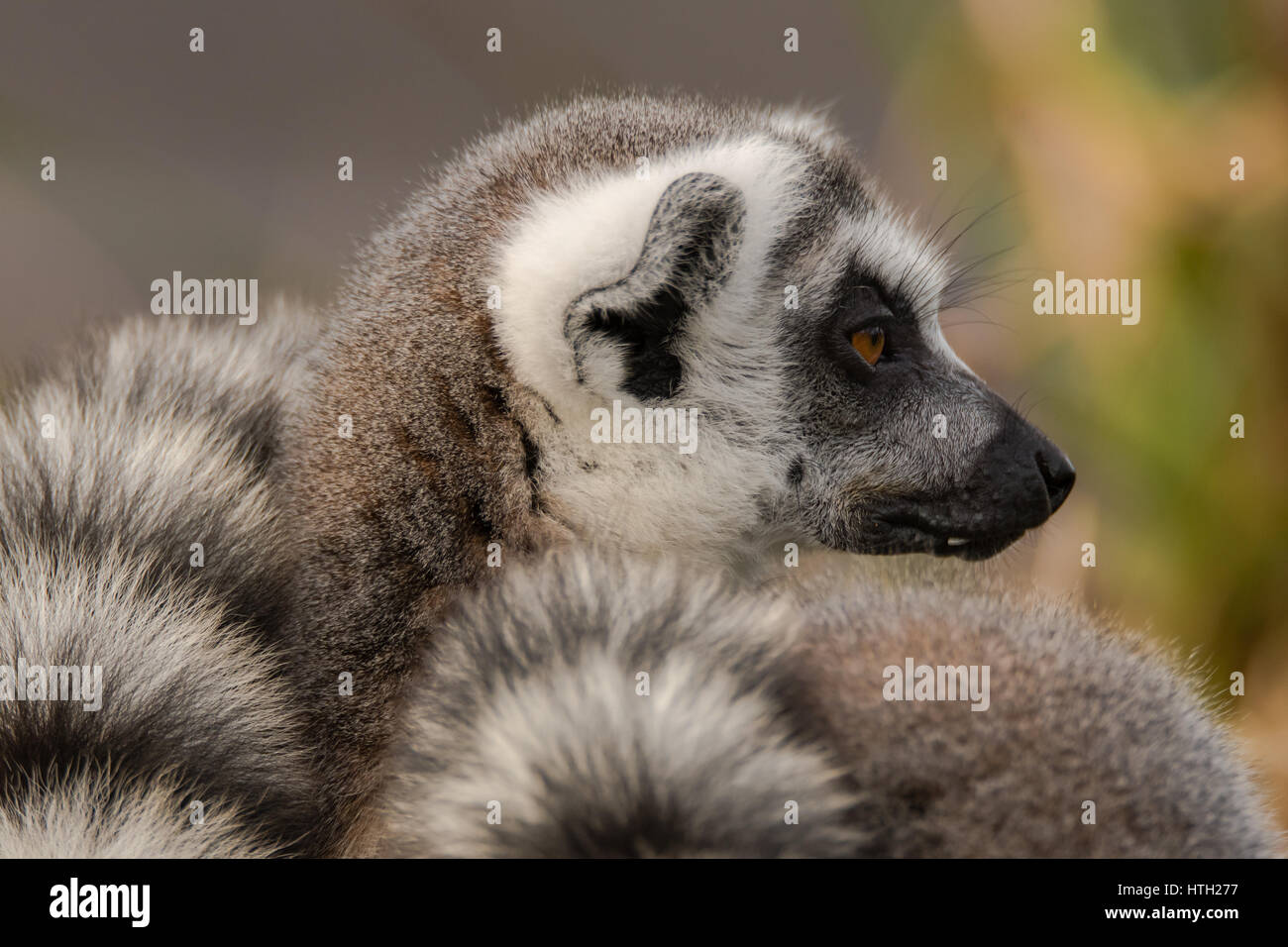 Anello-tailed lemur (Lemur catta). La maggior parte dei familiari strepsirrhine grande primate nella famiglia Lemuridae nel profilo Foto Stock
