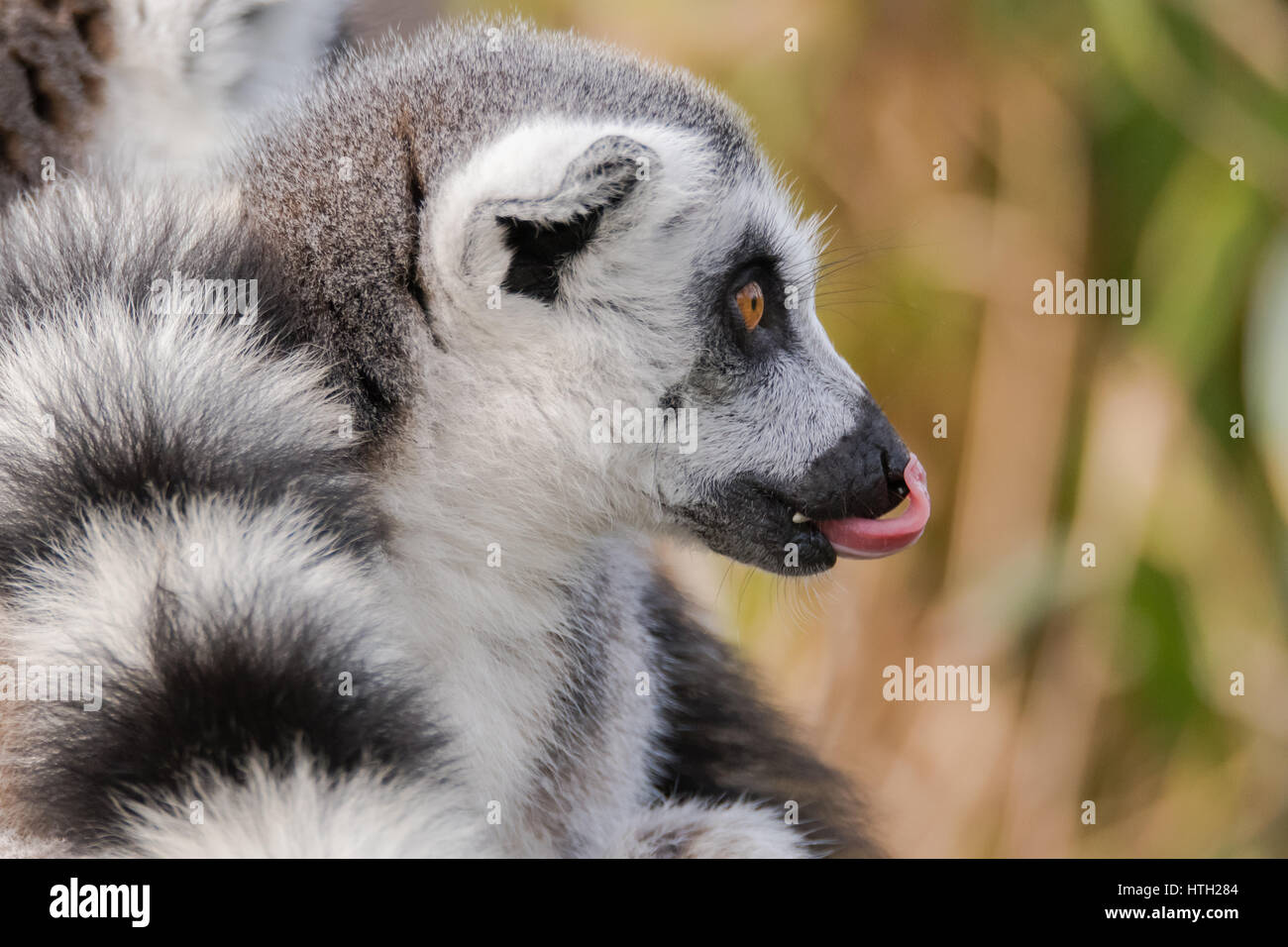 Anello-tailed lemur (Lemur catta) con linguetta sporgente. La maggior parte dei familiari strepsirrhine grande primate nella famiglia Lemuridae leccare il naso Foto Stock
