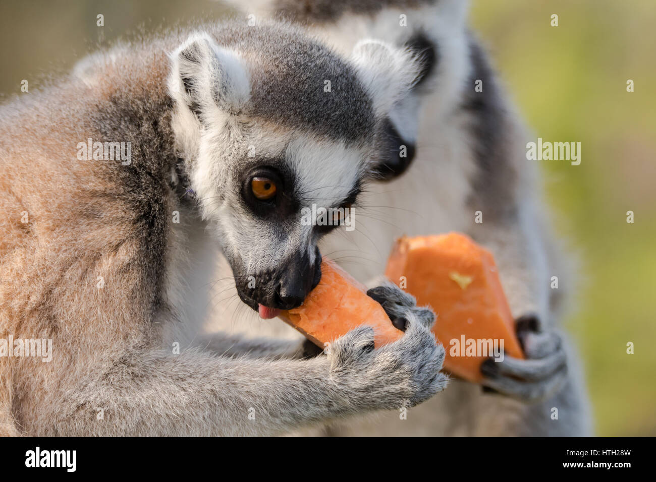 Anello-tailed lemur (Lemur catta) mangiando il filato. La maggior parte dei familiari strepsirrhine grande primate nella famiglia Lemuridae rosicchia di verdure Foto Stock