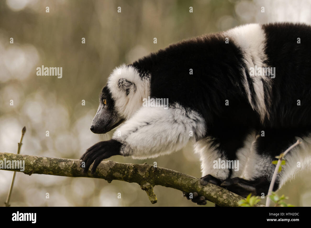 In bianco e nero lemure ruffed (Varecia variegata ritratto). In pericolo critico lemure endemico dell'isola di Madagascar Foto Stock