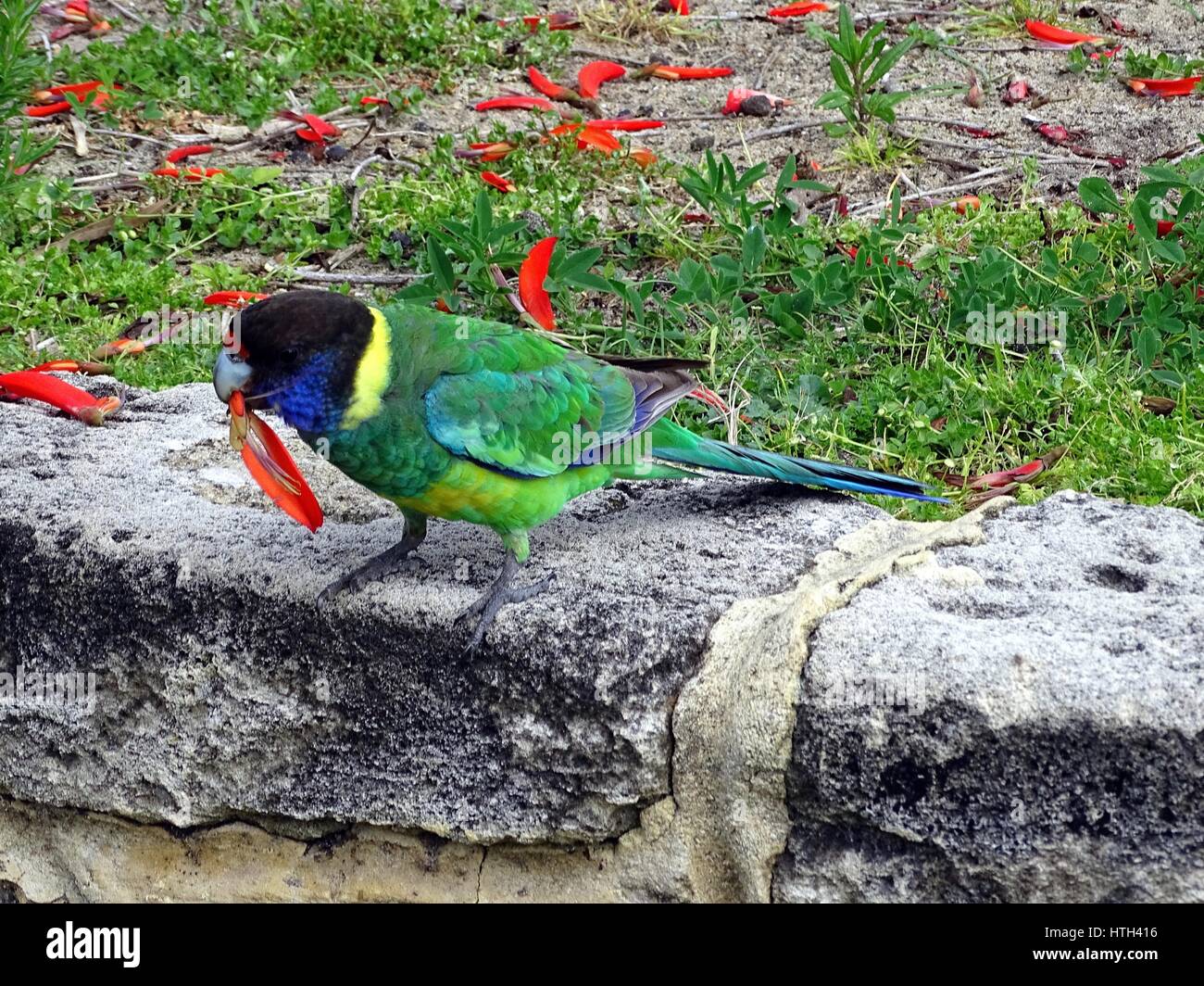 Australian Ringneck Parrot Foto Stock
