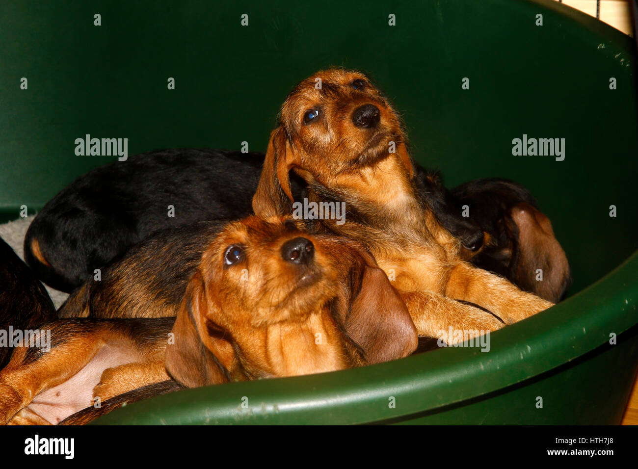 Cucciolata di filo a pelo cuccioli Bassotto Foto Stock