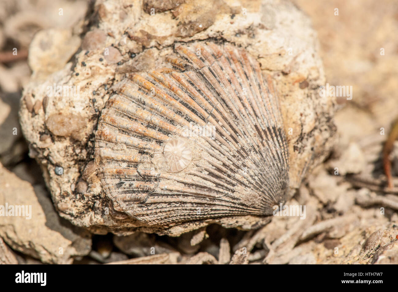 Vista ravvicinata di fossili marini nel campo Foto Stock