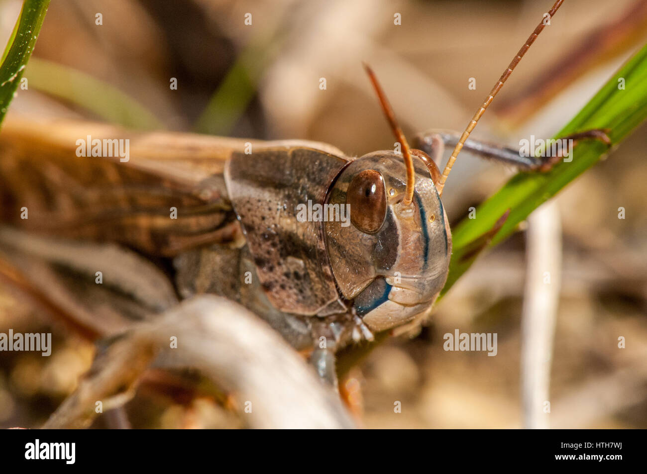 Vista ravvicinata di un insetto (Locusta migratoria cinerascens) Foto Stock