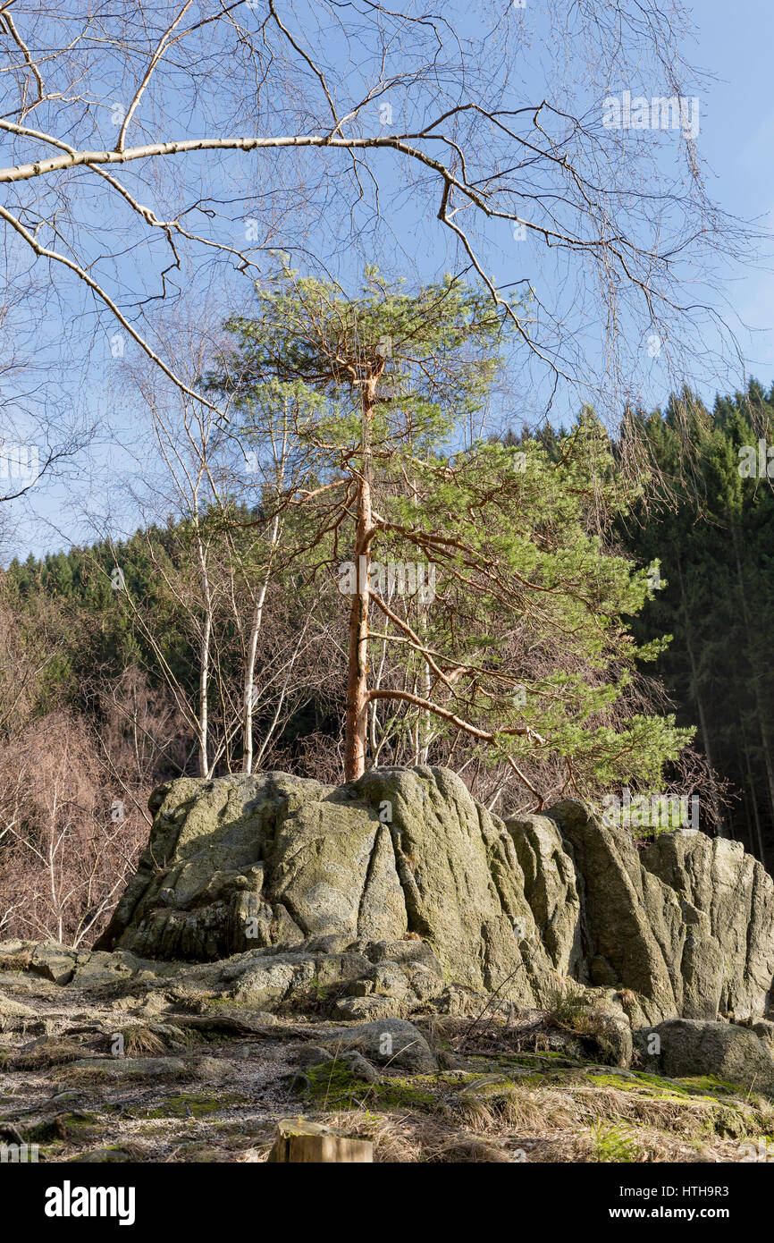 albero in una scogliera Foto Stock