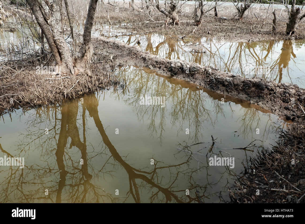 Asciugare la foresta di mangrovie a Ca Mau, Viet Nam, gruppo di alberi secchi riflettere sull'acqua, la deforestazione situazione per effetto di ambiente, può rendere il disaster Foto Stock